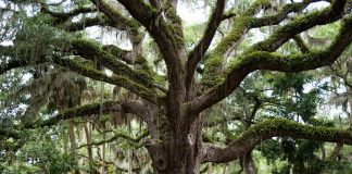 Δέντρα άνω των 2000 ετών έχουν εντοπιστεί στη Γη!